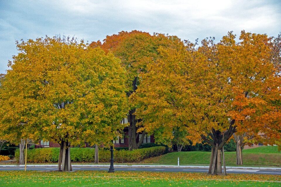 Leaves mood colorful