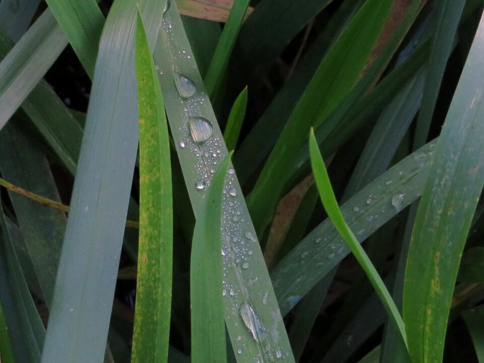 Wet nature raindrop