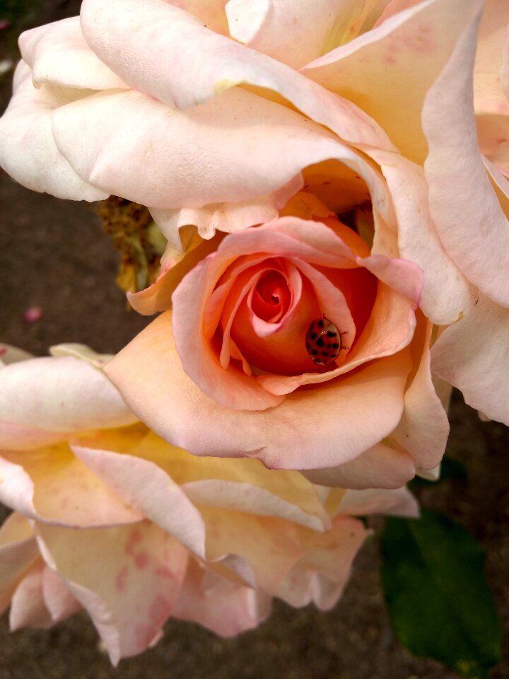 Spring color salmon