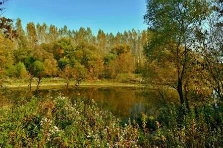 Nature trees danube