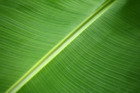 Puerto rico green