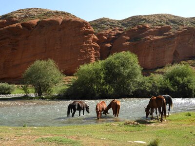 Herd horses watering place photo
