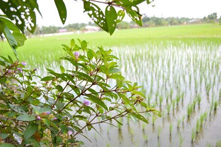 Village local agriculture