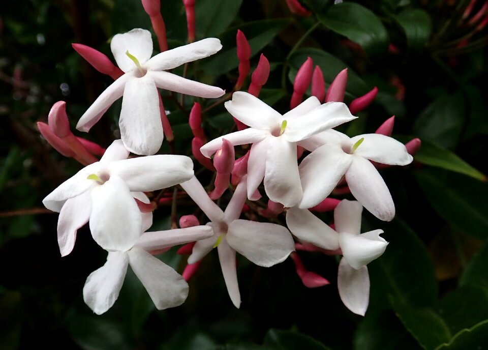 Climber plant garden