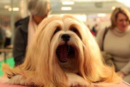 Dog breed her relax