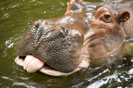 Hippopotamus hippo photo