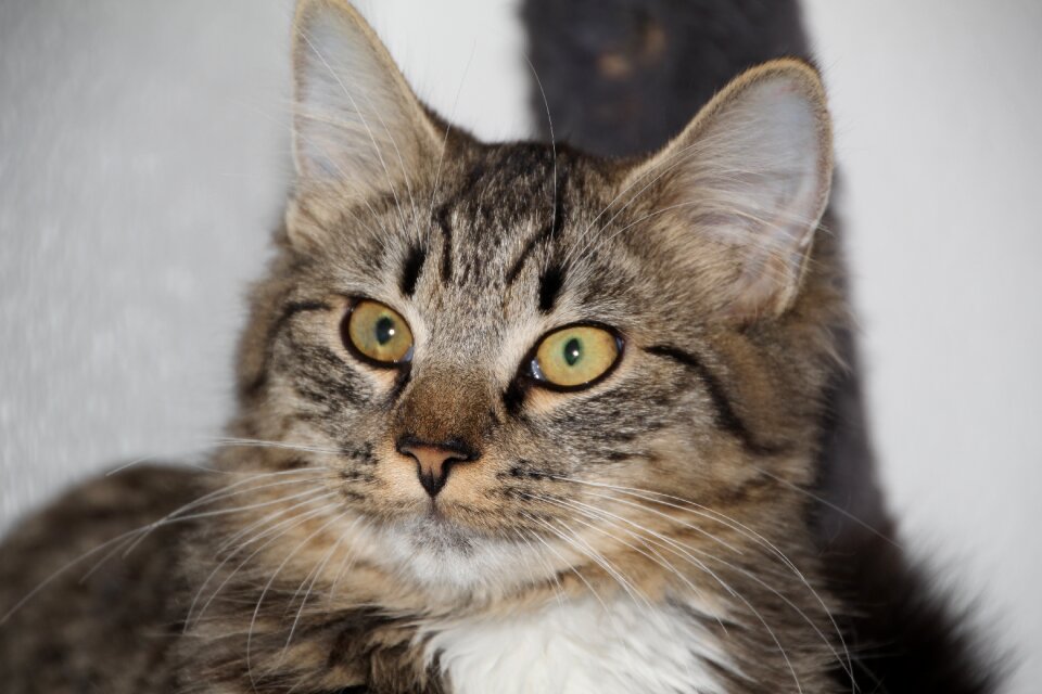 Animals feline adorable