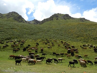 Herd flock sheep photo