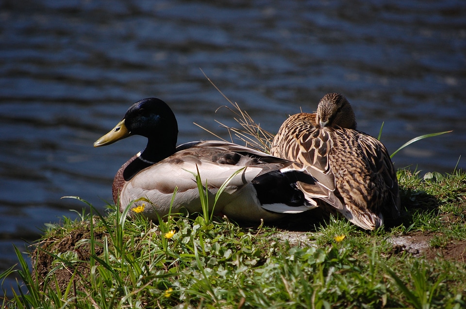 Animal world animal water bird