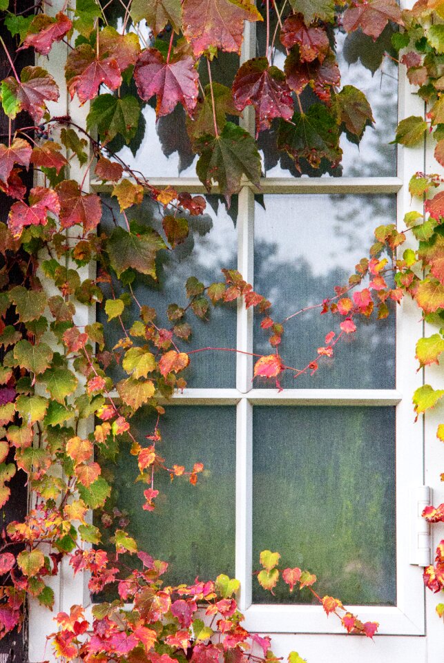 Autumn fall leaf photo