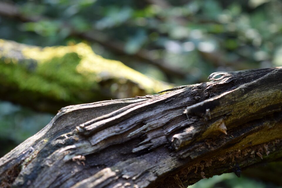 Forest nature wood