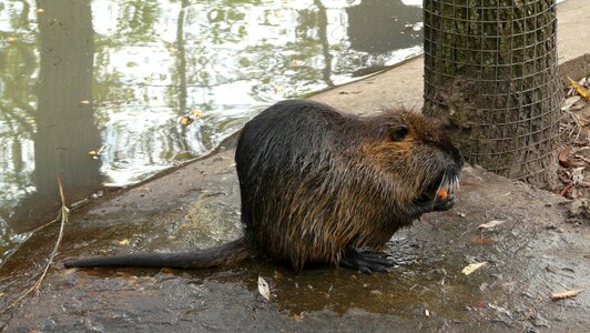 Beaver zoo mammal photo