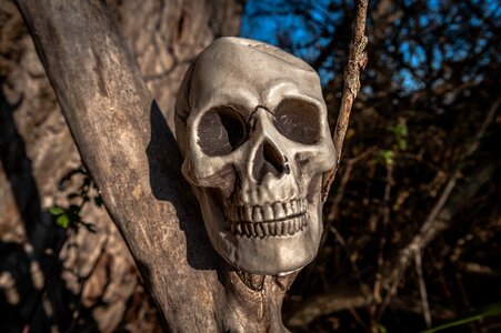 Skull tooth mystical photo