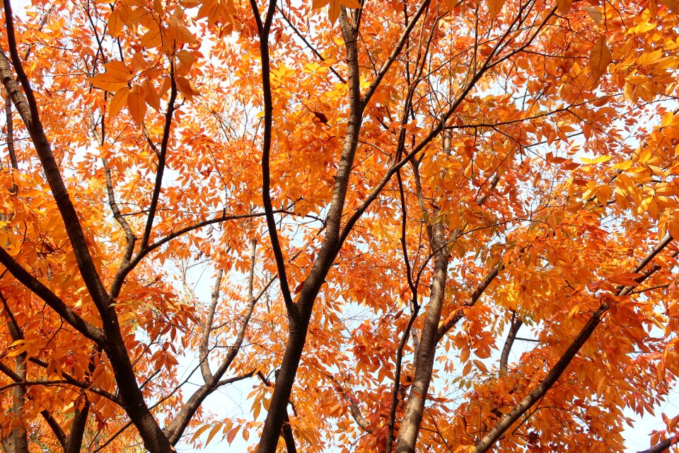 Yellow leaf baum photo