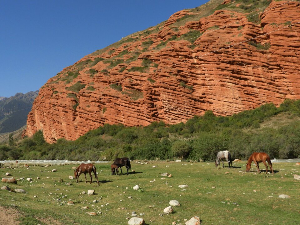 Alpine meadow pasture herd