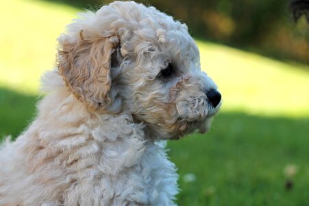 White breed animal