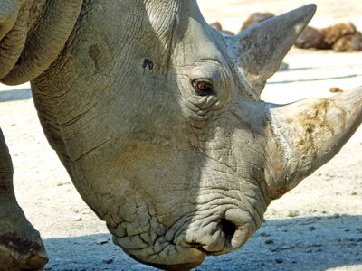 Rhino head zoo