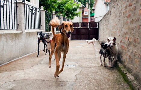 Greyhound saluki adopted dogs photo