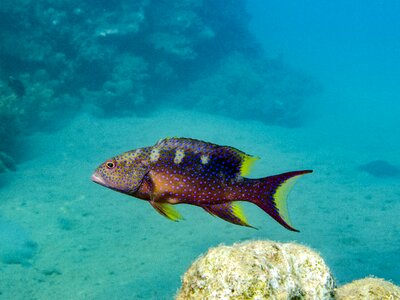 Underwater sea cichlid