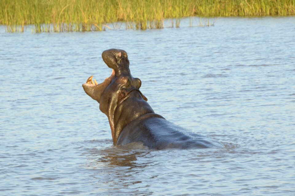 Hippopotamus saint lucia south africa
