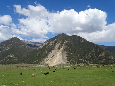 Herd sheep flock