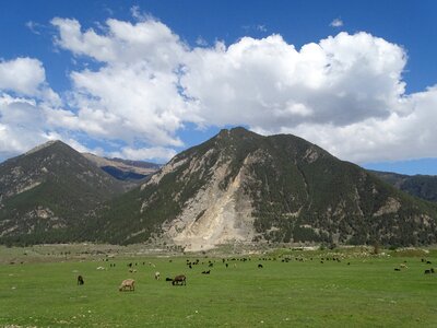 Herd sheep flock photo