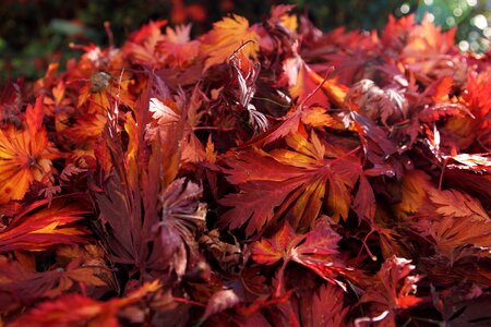 Leaf piles red shining