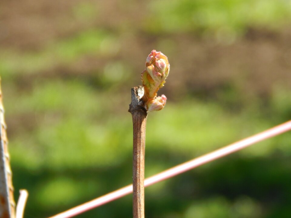 Grapes nature bloom