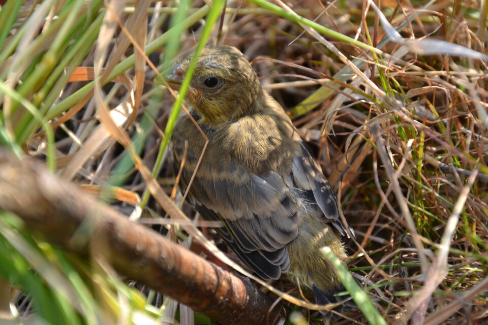 Bird branching close up