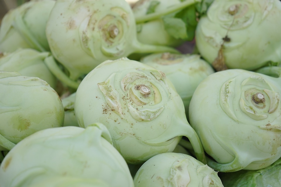 Gongylodes l upper kohlrabi upper beet