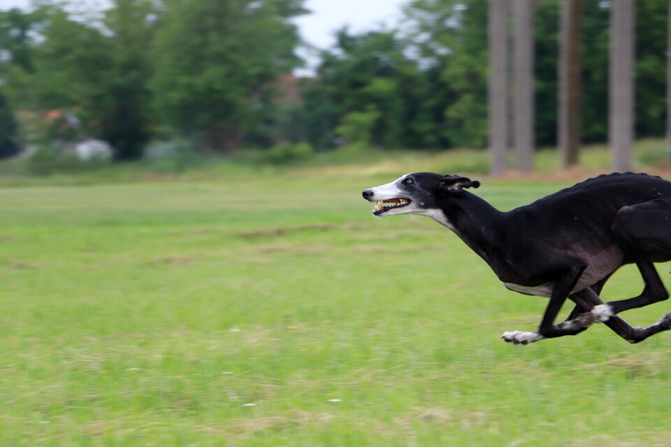 Lure coursing dog running fast dogs