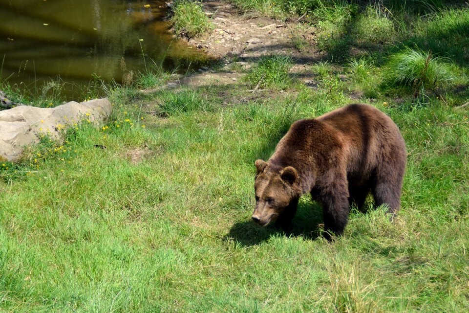 Brown bear animal park bear