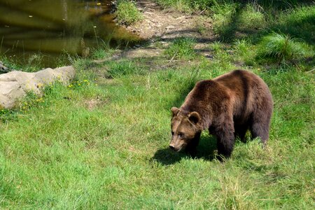 Brown bear animal park bear
