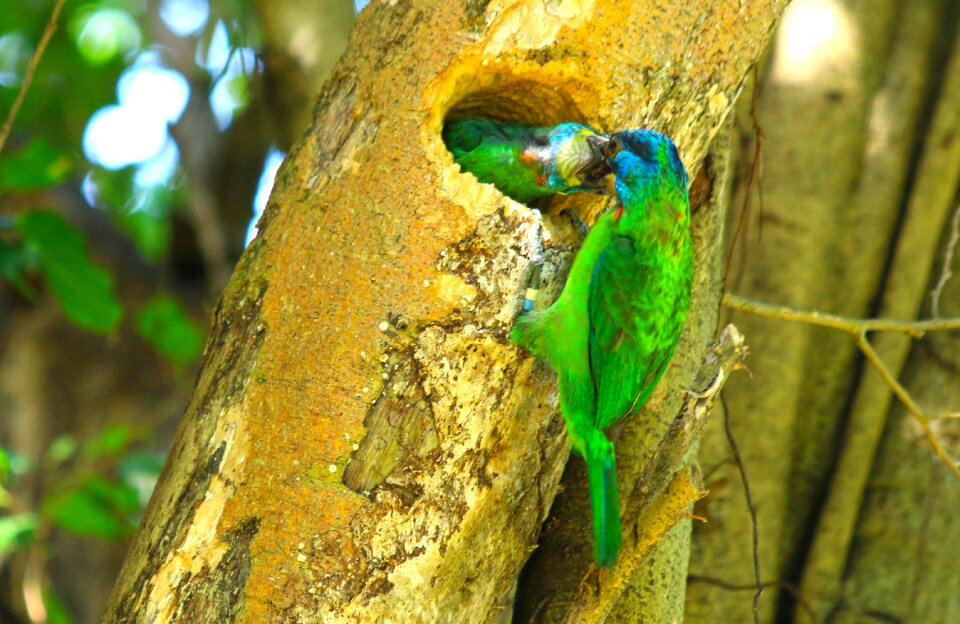 Feed wildlife daan forest park