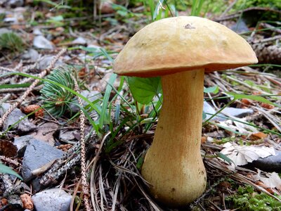 Nature mushrooms fungus