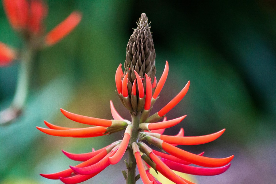 Red inflorescence orange