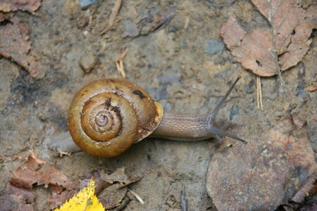 Land snail animal spiral photo