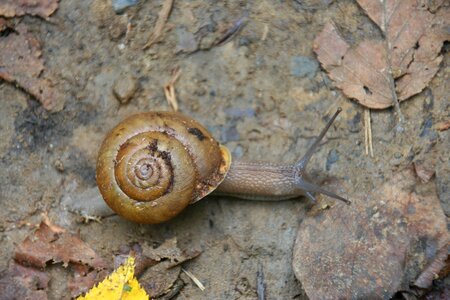 Land snail animal spiral