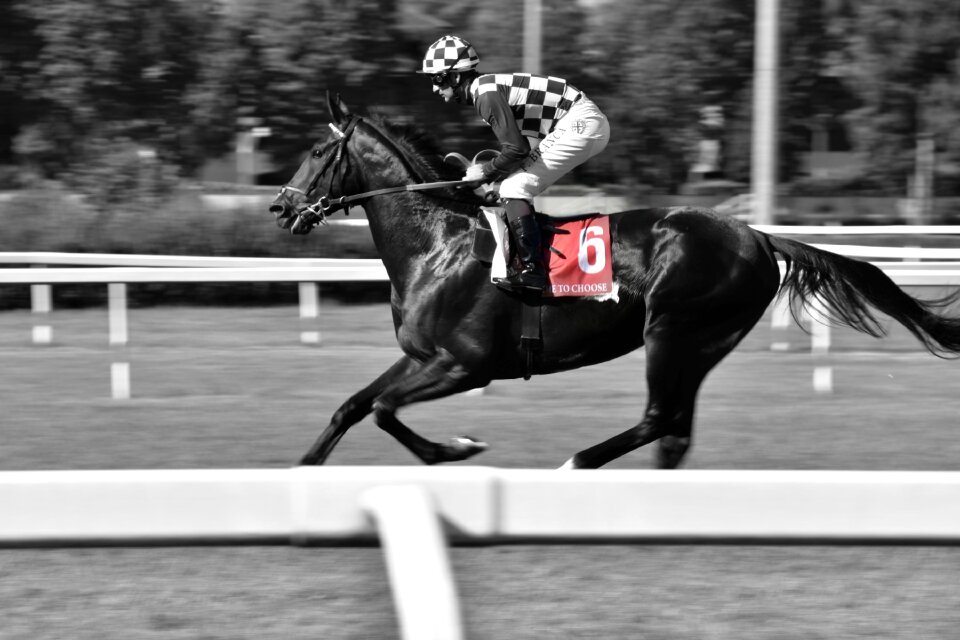 Nature foal gallop