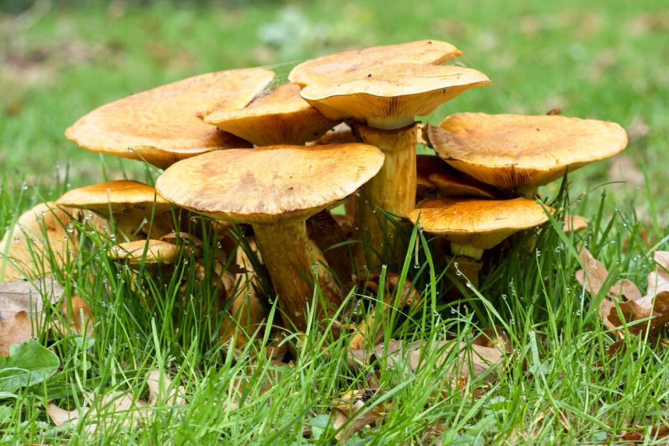 Fungus seasonal england