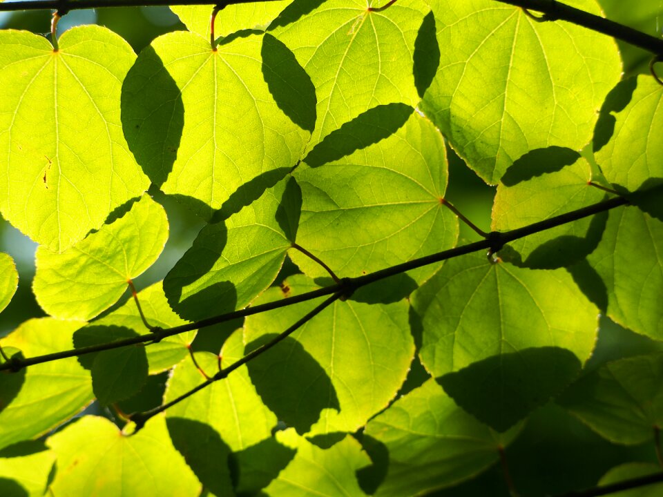 Light background nature