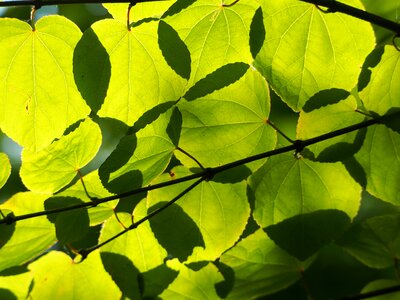 Light background nature