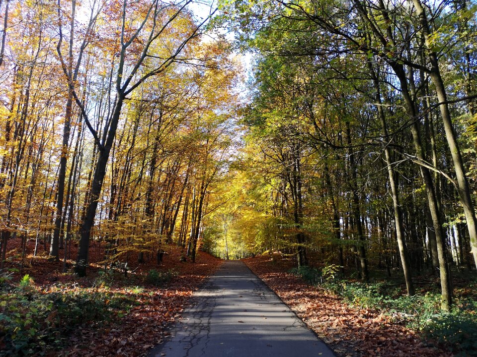 Trees wind forest path