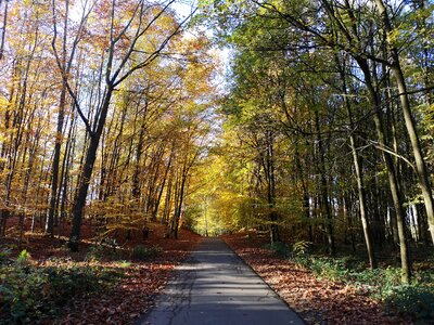 Trees wind forest path photo