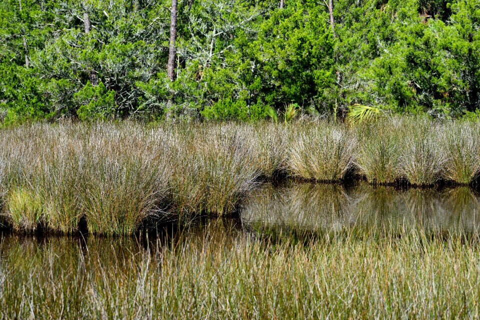 Landscape nature swamp grass