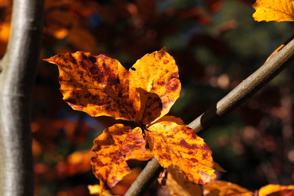 Sprig autumn beech