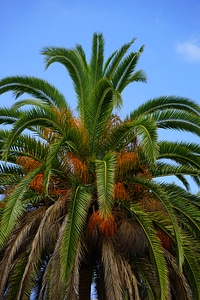 Palm tree phoenix phoenix dactylifera photo