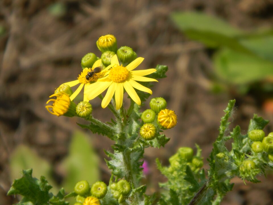Yellow nature flowers