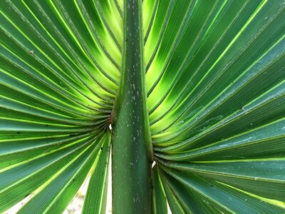 Green summer feeling plant photo