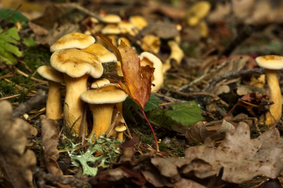 Fungus seasonal england